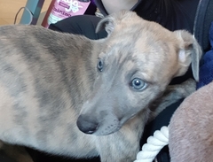 Name suggestions for a whopper please