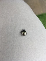 Friend or Foe - Anybody know?
