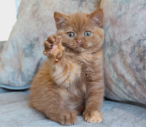Meet my new kitty