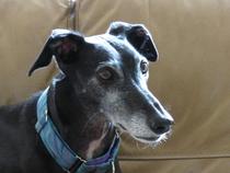 Rescuing dog on Saturday please help