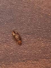 Help- what are these bugs?