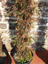 Any green fingered types? Have I killed my cypressas?