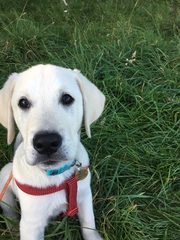 Getting a puppy next week... what have I done?!!! (Light hearted)