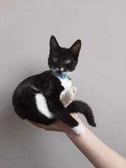 AIBU to show you my new kittens?