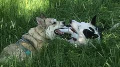 Dog "friends"