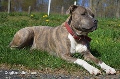 Reporting dangerous dogs?