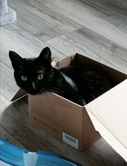 Does your cat follow the “if I fits, I sits” rule?