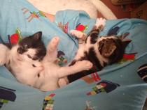 I'm going to be a foster mum (granny?)!