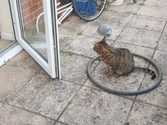 Thug cat part 3.  Unbidden guests are often welcomest when they are gone.