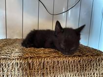 My kitten comes home on Saturday and I need to decide on Insurance
