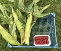 Allotment/Veg Patch Thread 16  Weather weirdness prevails !