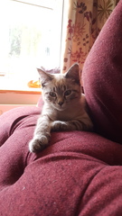 AIBU to show you my new kittens?