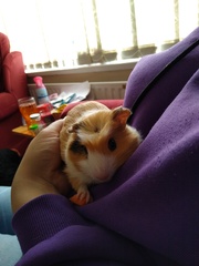 Baby guinea pig sows - difficult to find....