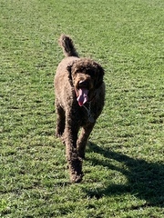 Rescuing dog on Saturday please help