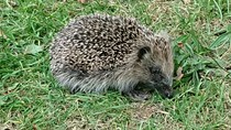 Hedgehog in daylight - urgent