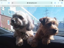 Can anyone recommend me a nice family dog breed?