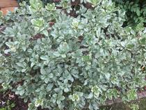 Can anyone identify this plant?