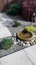 A duck has taken residence in our back garden