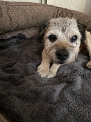 Rescuing dog on Saturday please help