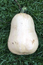 Allotment/Veg Patch Thread 16  Weather weirdness prevails !