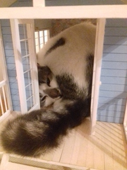 Does your cat follow the “if I fits, I sits” rule?