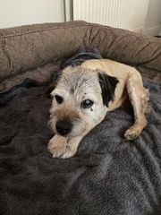 Rescuing dog on Saturday please help