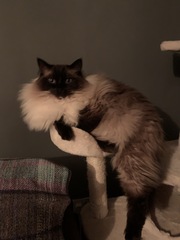 What's your DCat up to today? (Thread 8)