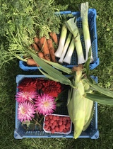 Allotment/Veg Patch Thread 16  Weather weirdness prevails !