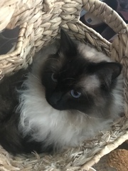 Does your cat follow the “if I fits, I sits” rule?