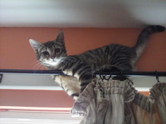 Have you ever watched a kitten try to eat a Wotsit