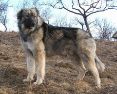 What's your fantasy impractical/obscure dog breed?