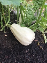 Allotment/Veg Patch Thread 16  Weather weirdness prevails !