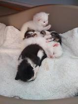 I'm going to be a foster mum (granny?)!