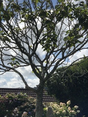 Sickly Paulownia tree ( foxglove tree)- any thoughts?