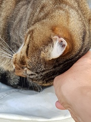 Thug cat part 3.  Unbidden guests are often welcomest when they are gone.