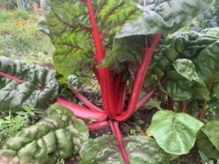 Allotment/Veg Patch Thread 16  Weather weirdness prevails !