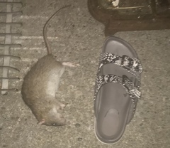 Giant dead rat - warning: includes images