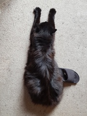 What's your DCat up to today? (Thread 8)