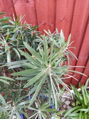 Plant ID pretty please