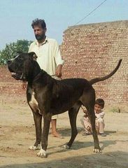 Reporting dangerous dogs?