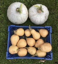 Allotment/Veg Patch Thread 16  Weather weirdness prevails !