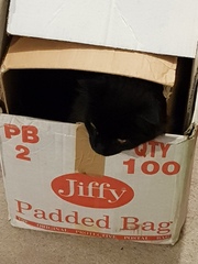 Does your cat follow the “if I fits, I sits” rule?