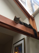 Lovely cat turned psycho cat today!