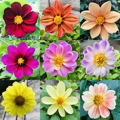 What's looking good in your garden at the moment?