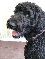 What dog next?  Please sell me your breed!