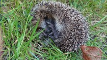 Hedgehog in daylight - urgent