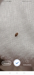 Bedbugs