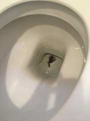 To ask you if there's a parasite living in our loo (gross photos included)