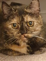 Advice needed - new rescue cat (pic included)