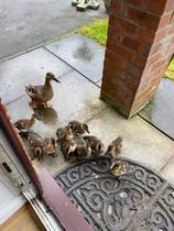 A duck has taken residence in our back garden